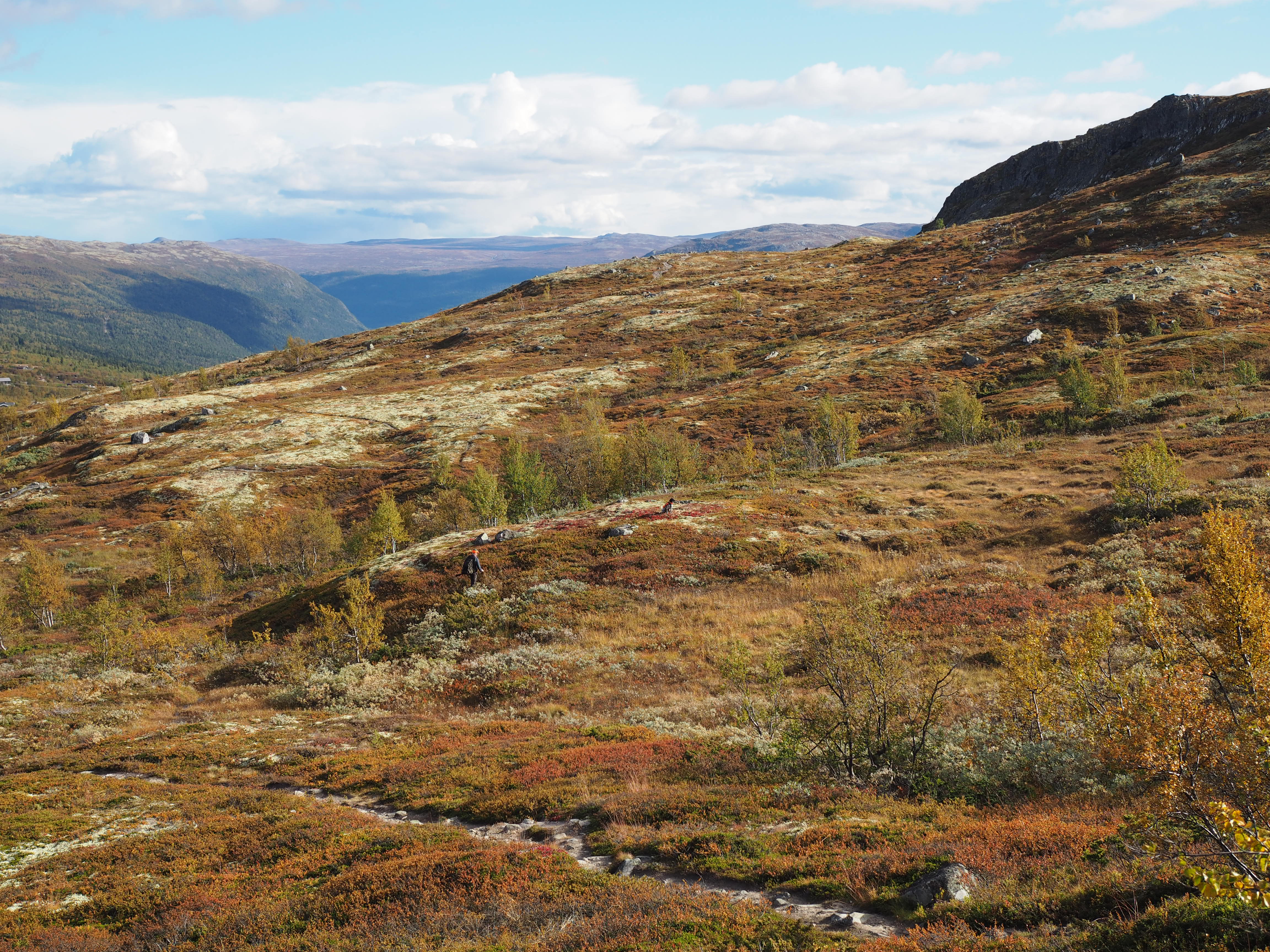 Grouse Hunting in Norway (Rypejakt)