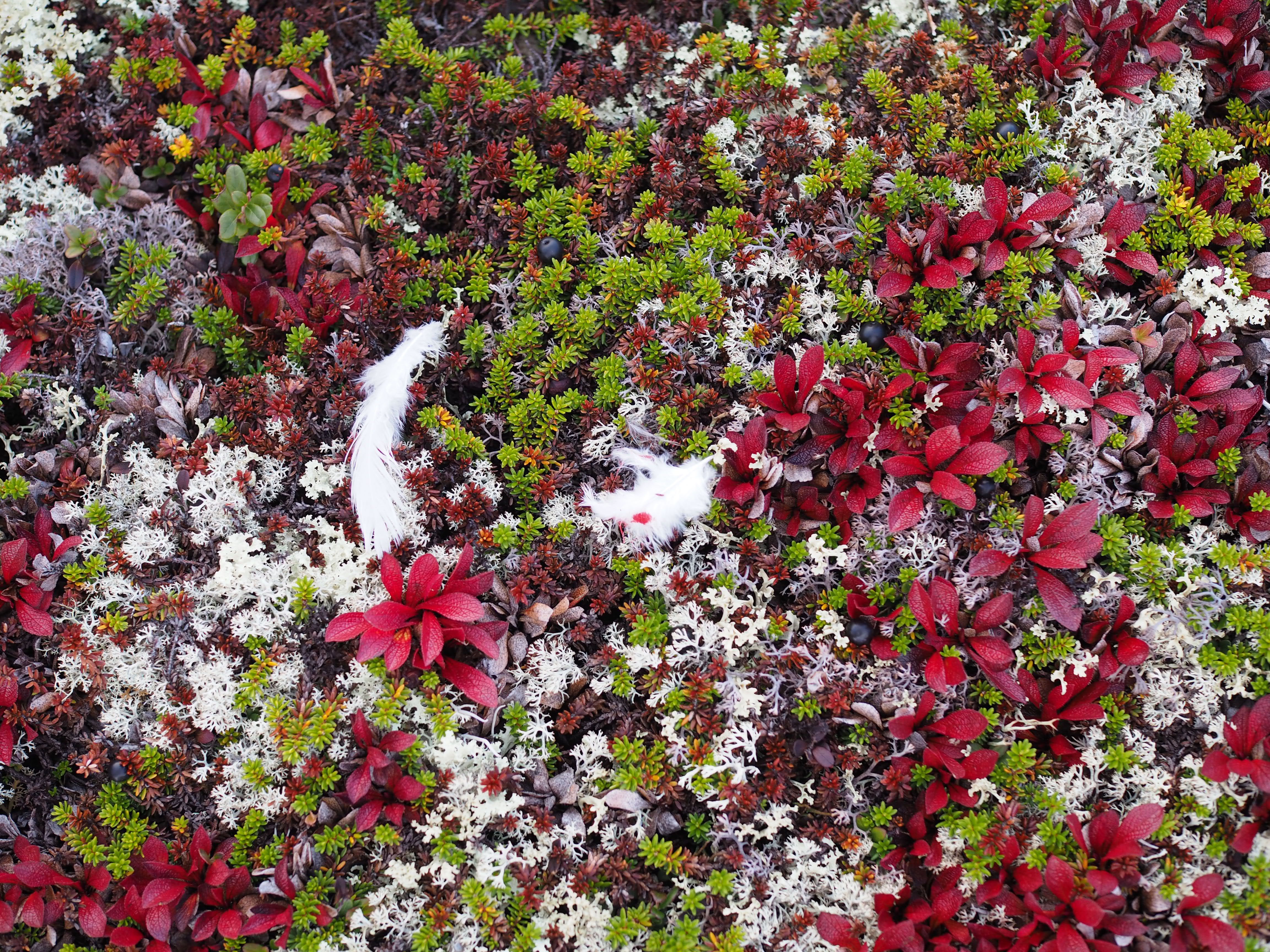 Grouse Hunting in Norway (Rypejakt)