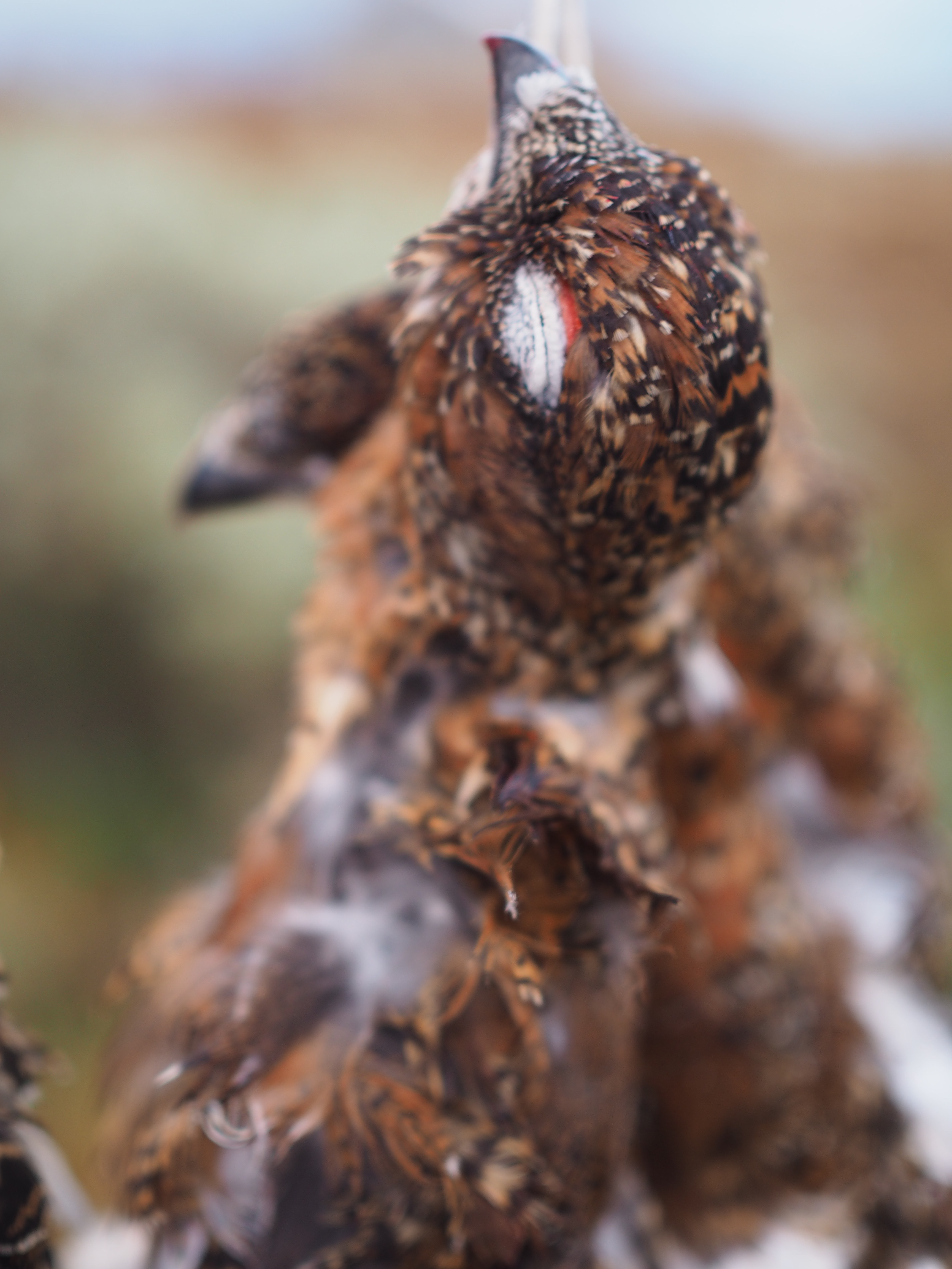 Grouse Hunting in Norway (Rypejakt)