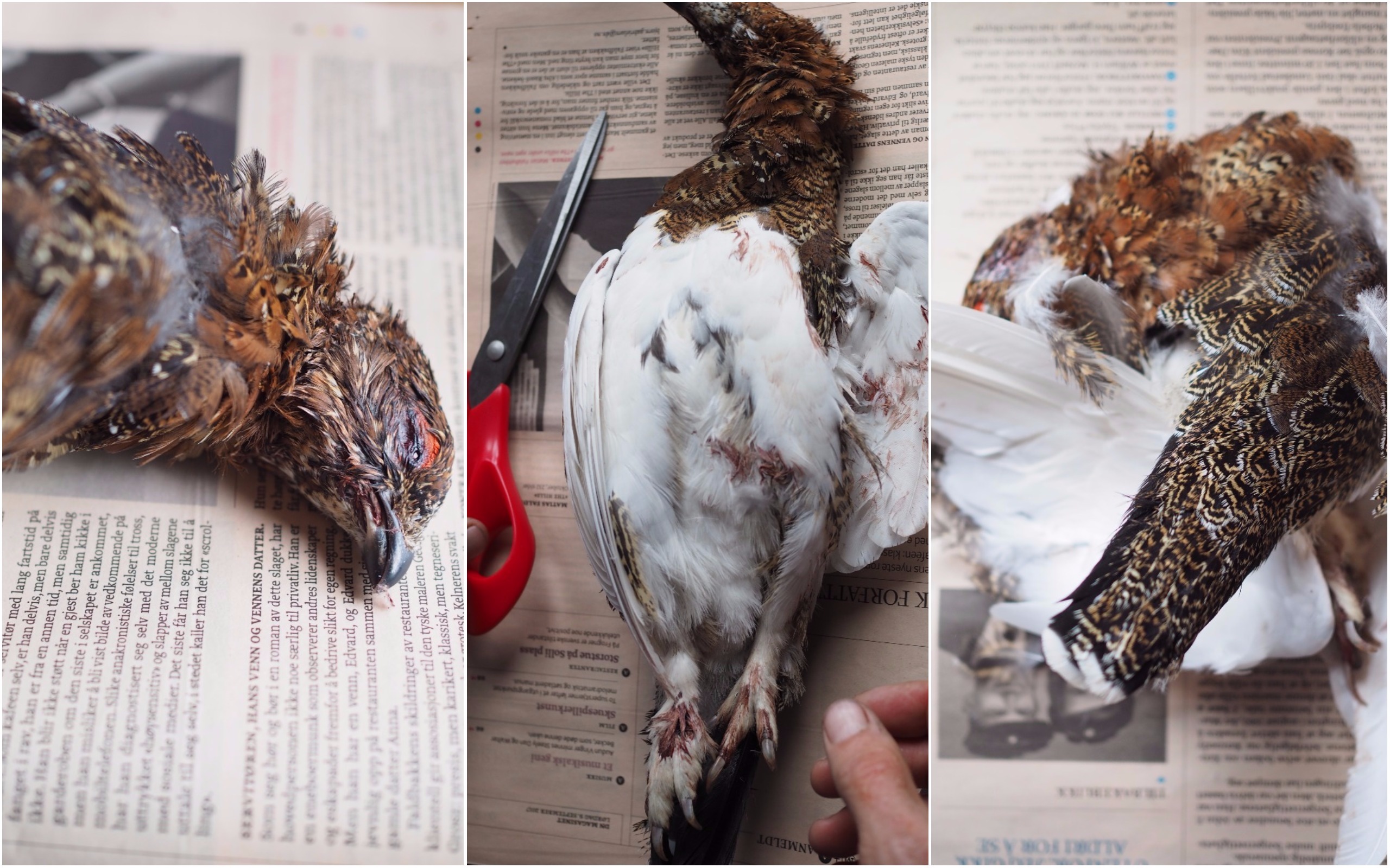 Grouse Hunting in Norway (Rypejakt)