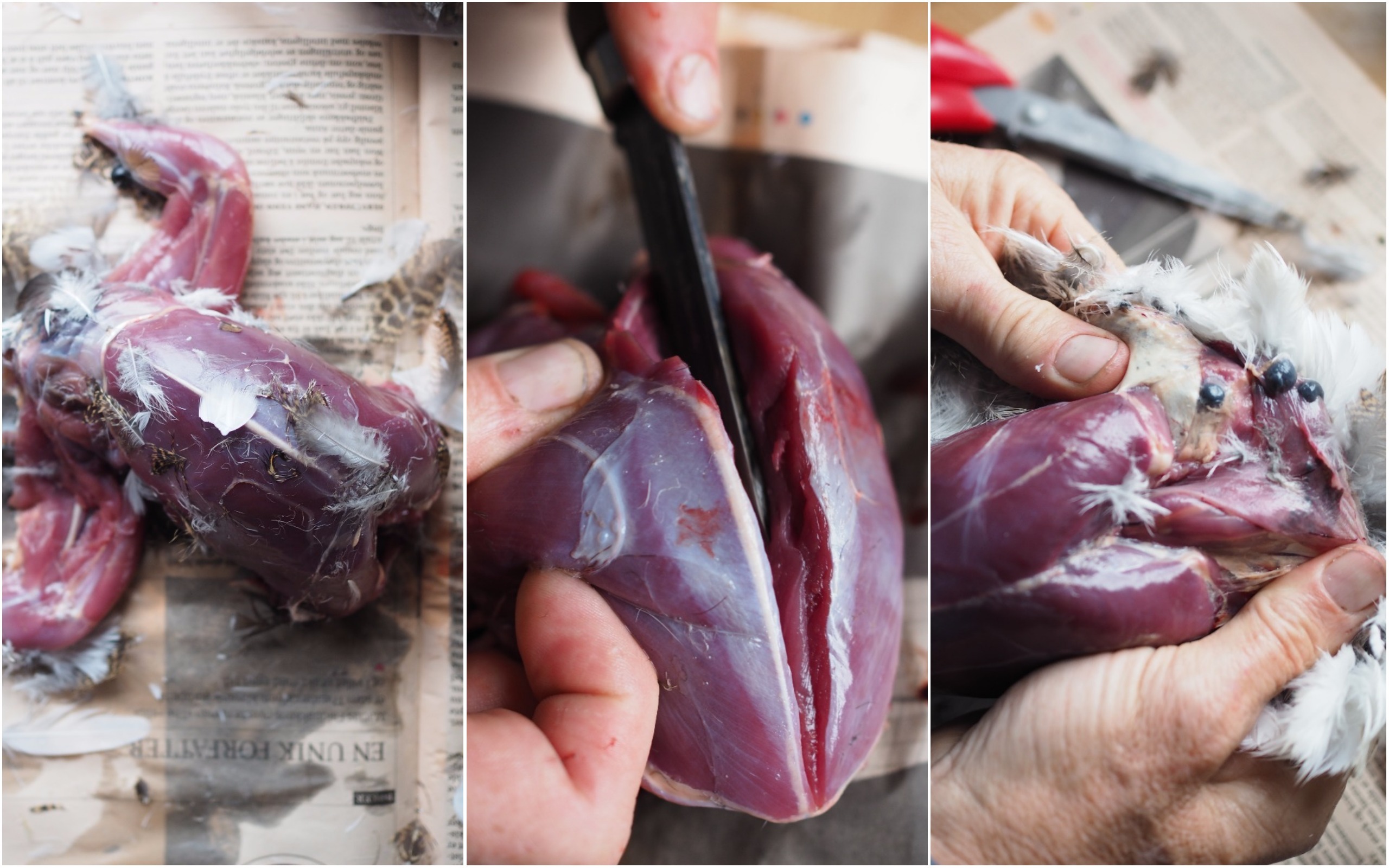 Grouse Hunting in Norway (Rypejakt)