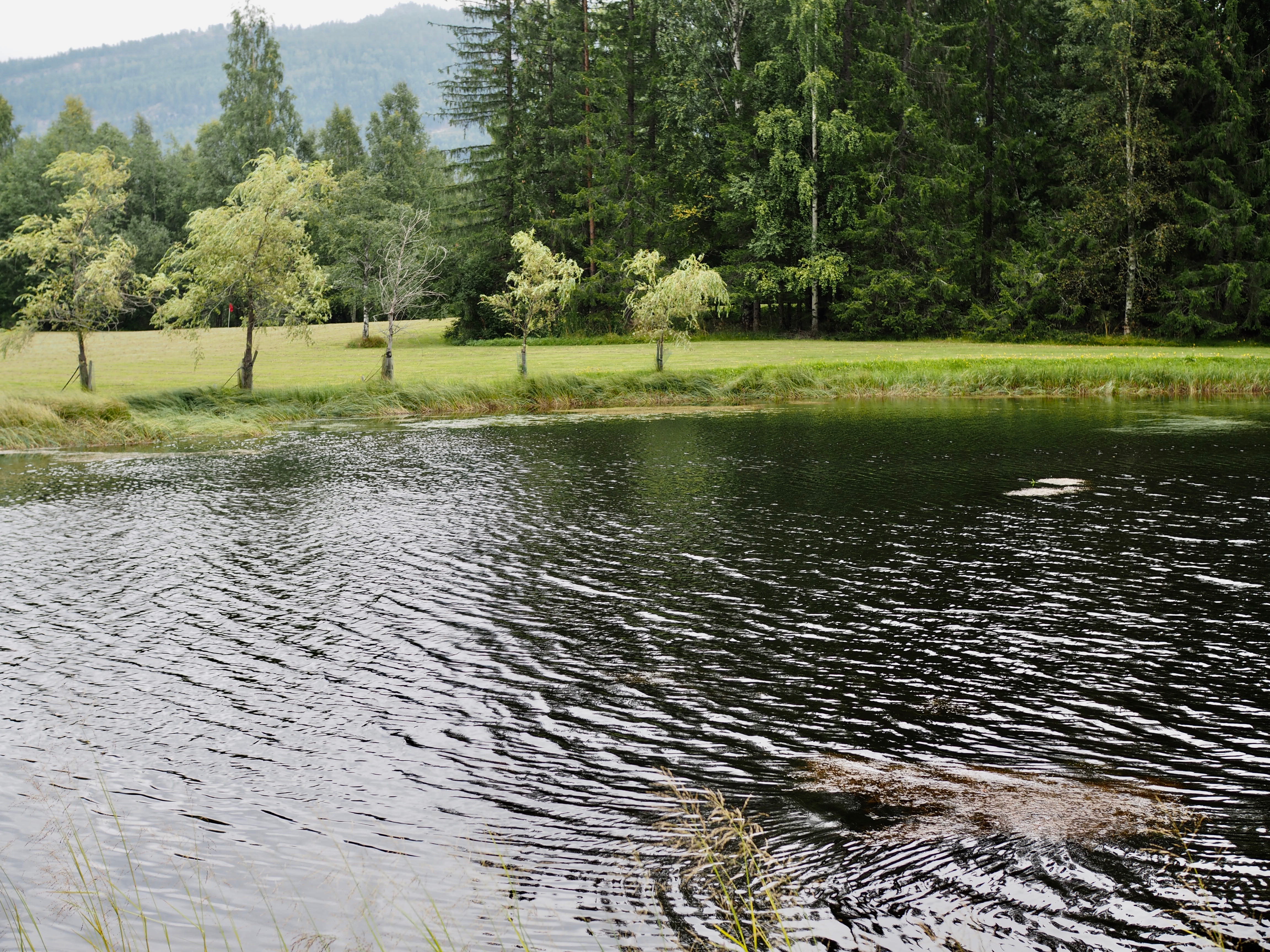 Glitrekringle (Maj-Lis's Norwegian pastry with raisins and nuts)