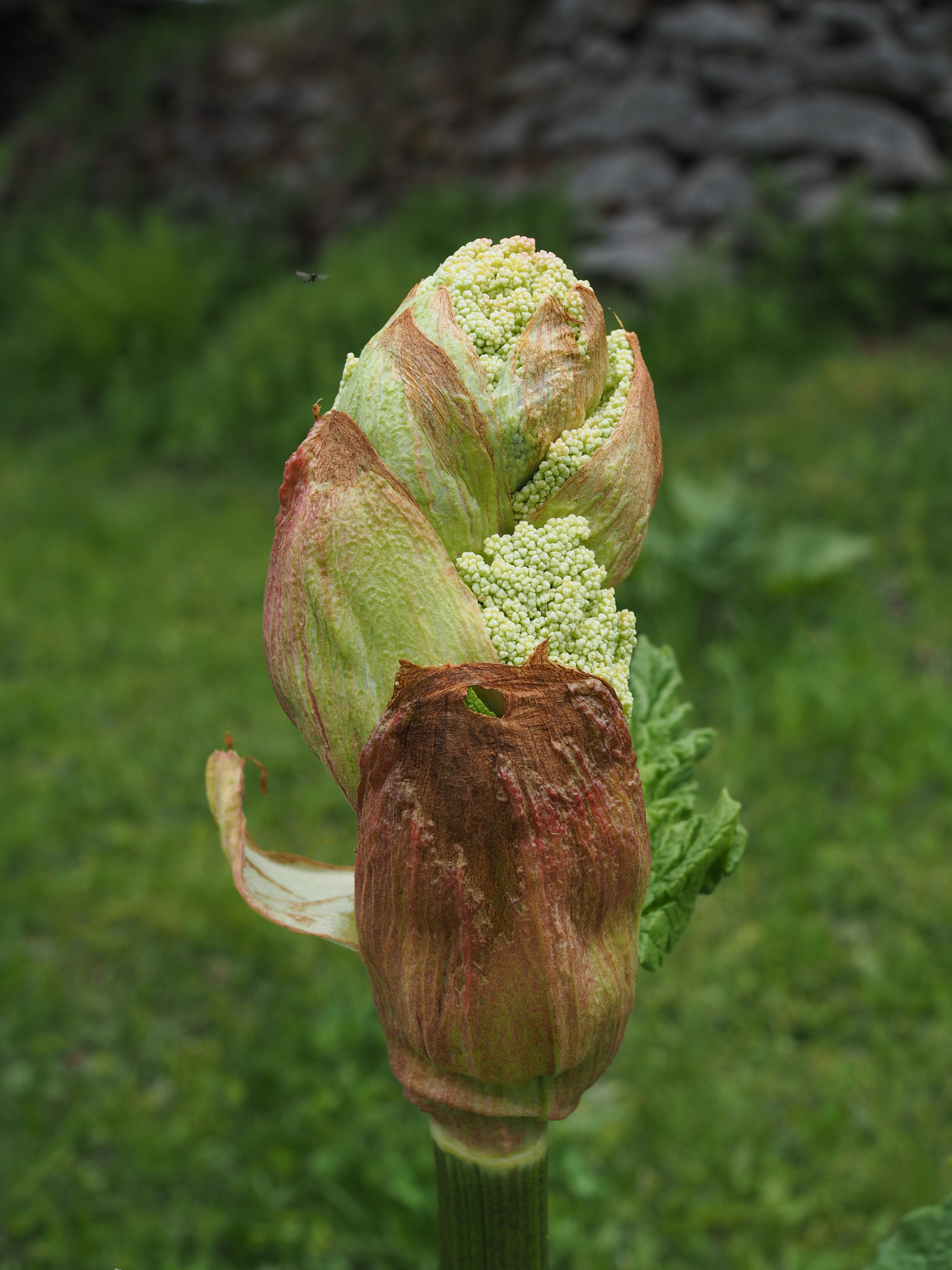 Norwegian Rhubarb Soup and Spruce Tip Ice Cream (rabarbragrøt og grandskudd iskrem)