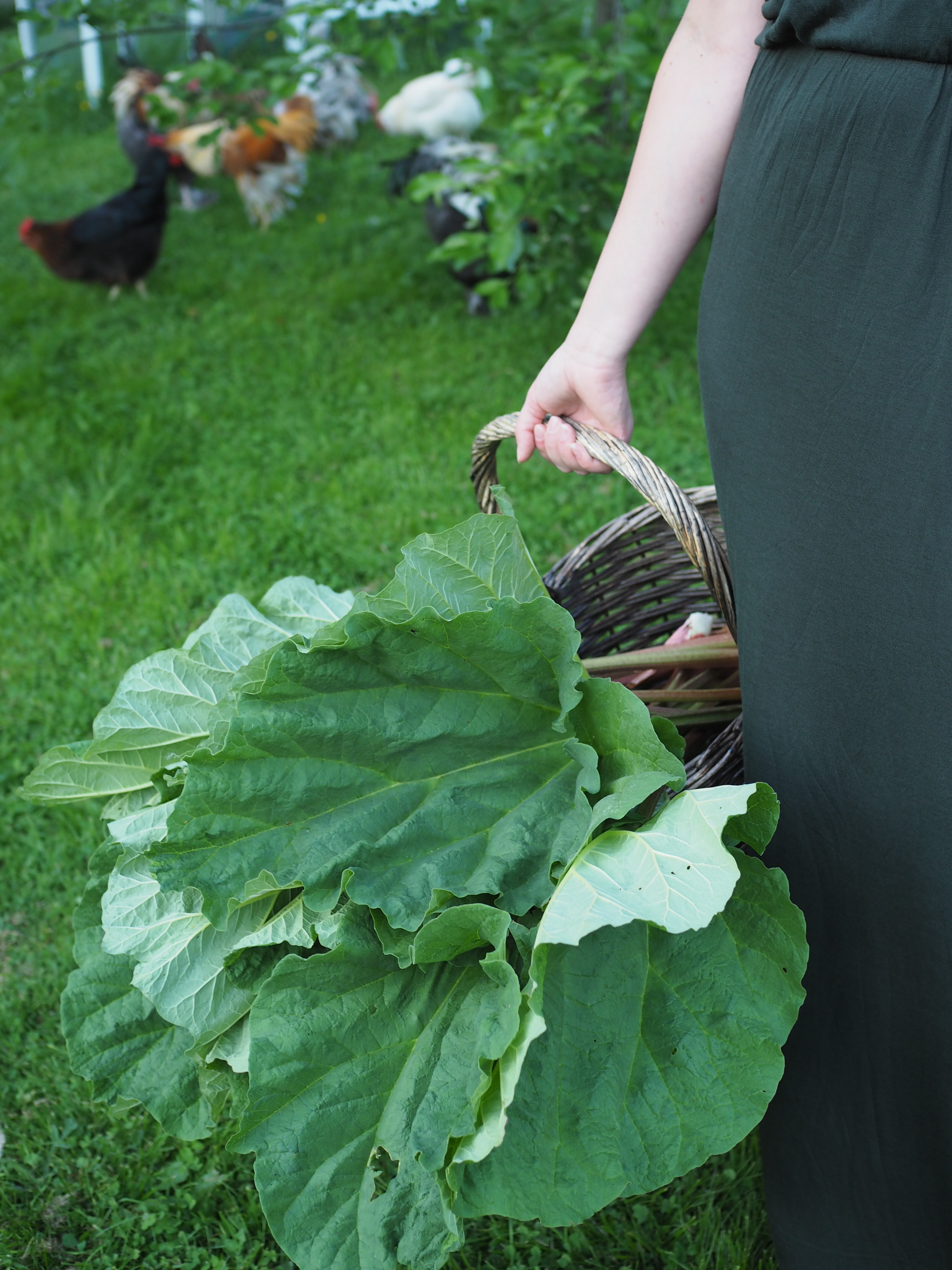 Norwegian Rhubarb Soup and Spruce Tip Ice Cream (rabarbragrøt og grandskudd iskrem)