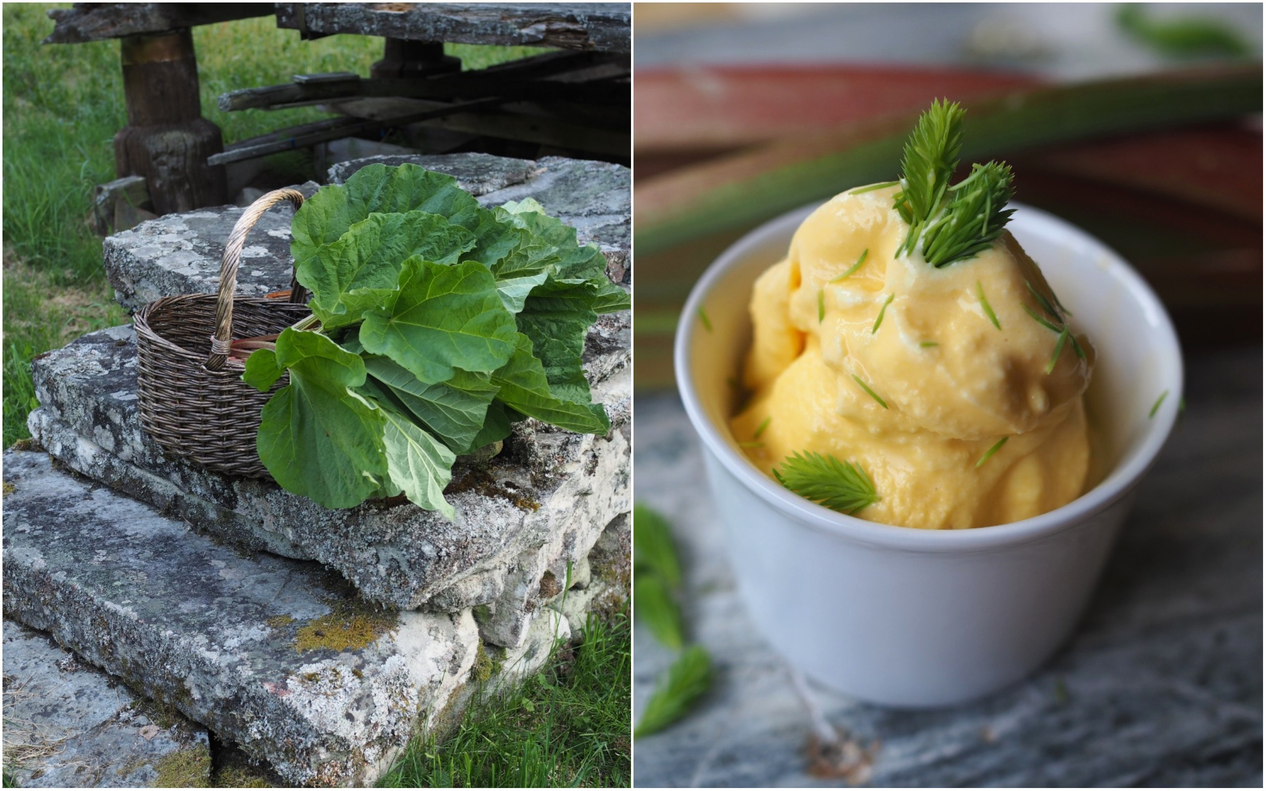 Norwegian Rhubarb Soup and Spruce Tip Ice Cream (rabarbragrøt og grandskudd iskrem)