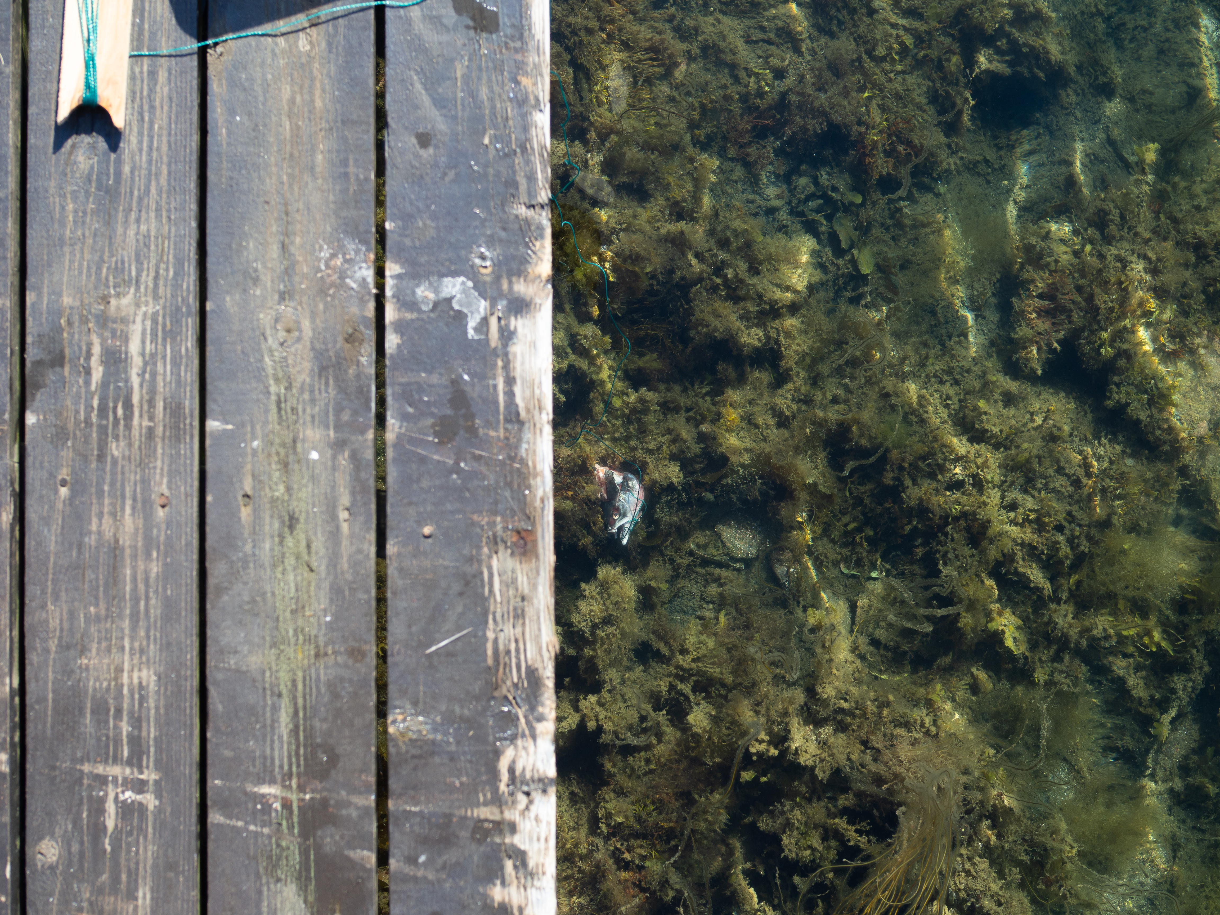 The Southern Coast (Sørlandet) + Salt Water Salmon Steaks
