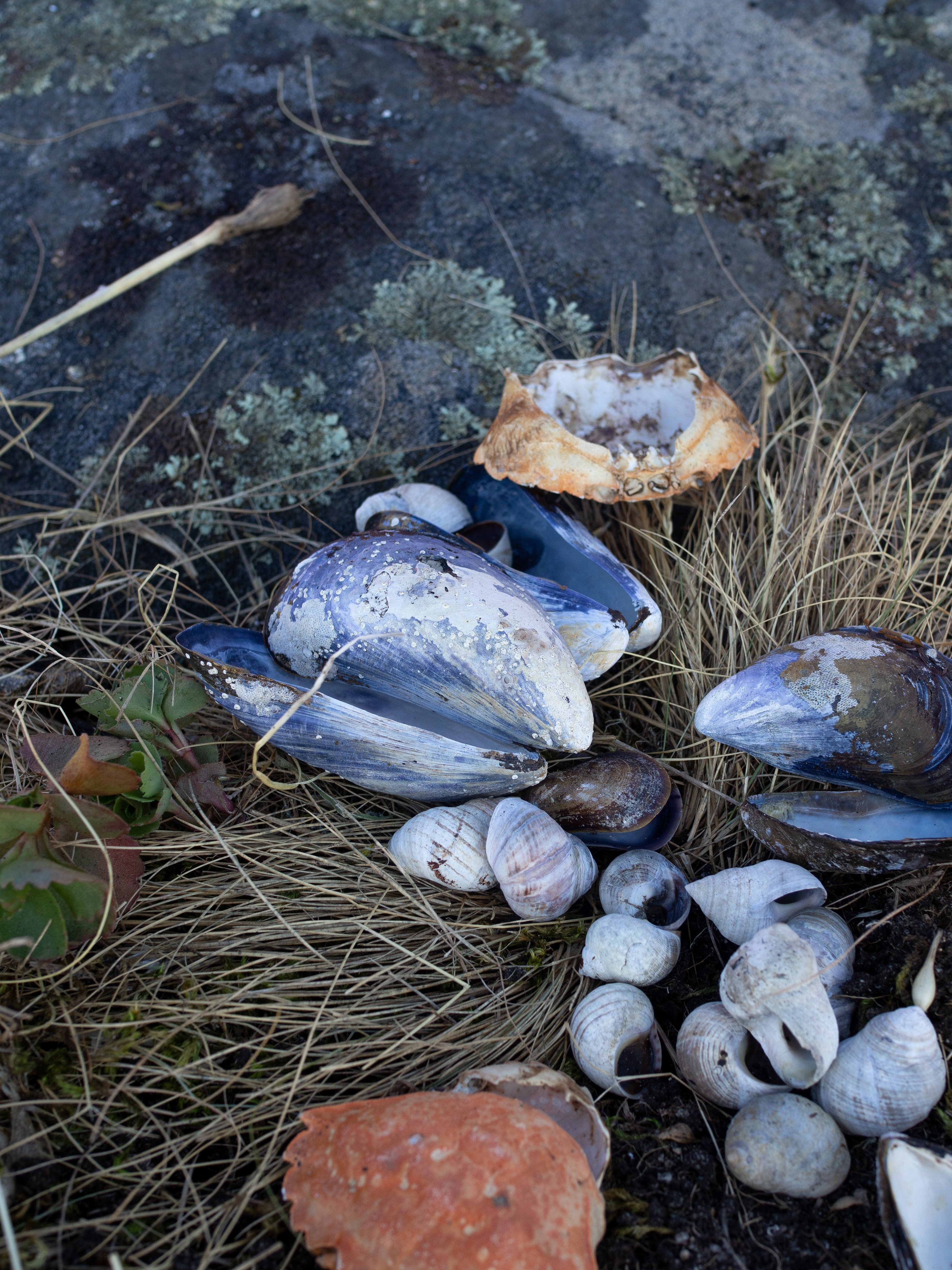 The Southern Coast (Sørlandet) + Salt Water Salmon Steaks