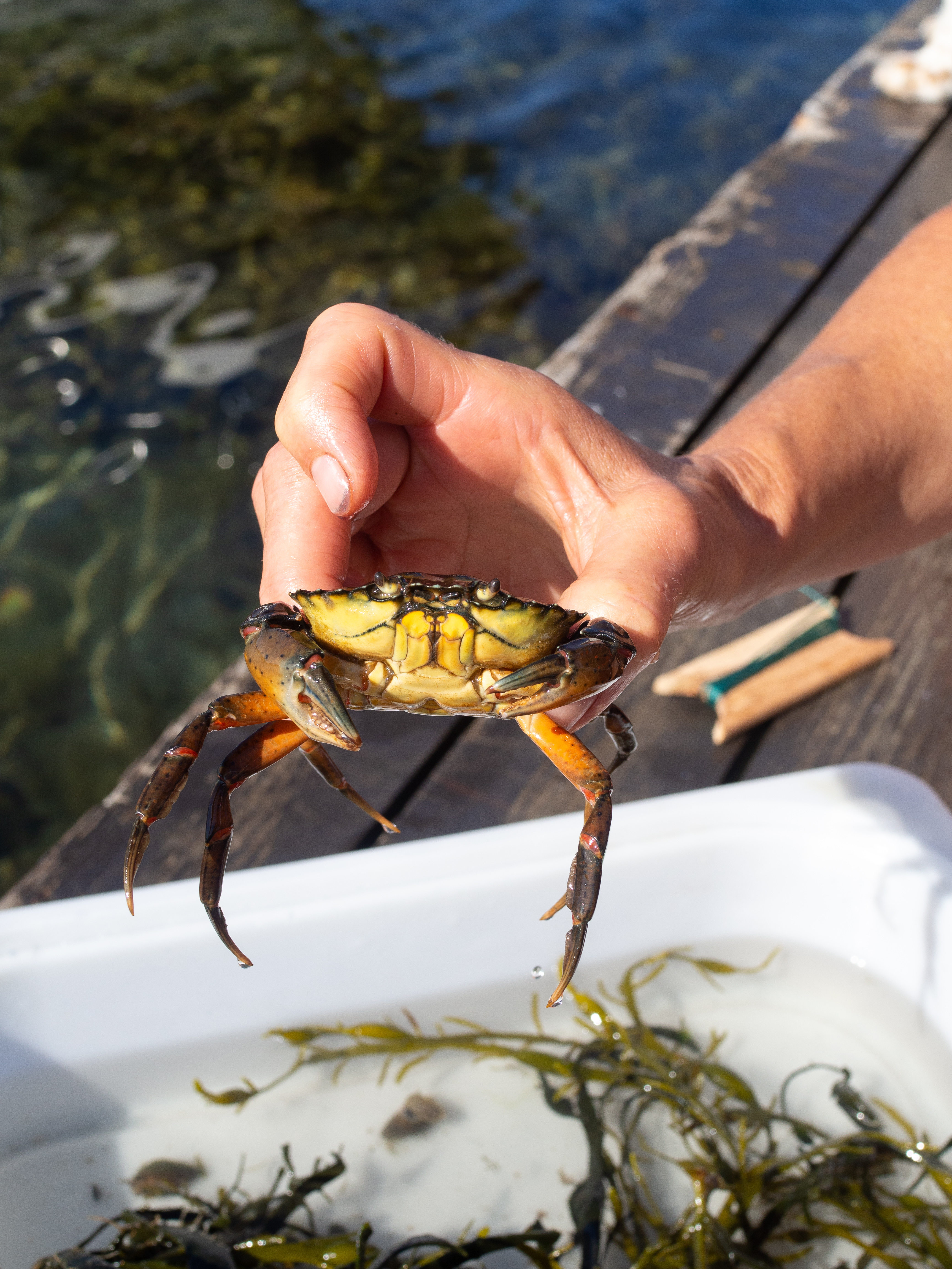 The Southern Coast (Sørlandet) + Salt Water Salmon Steaks