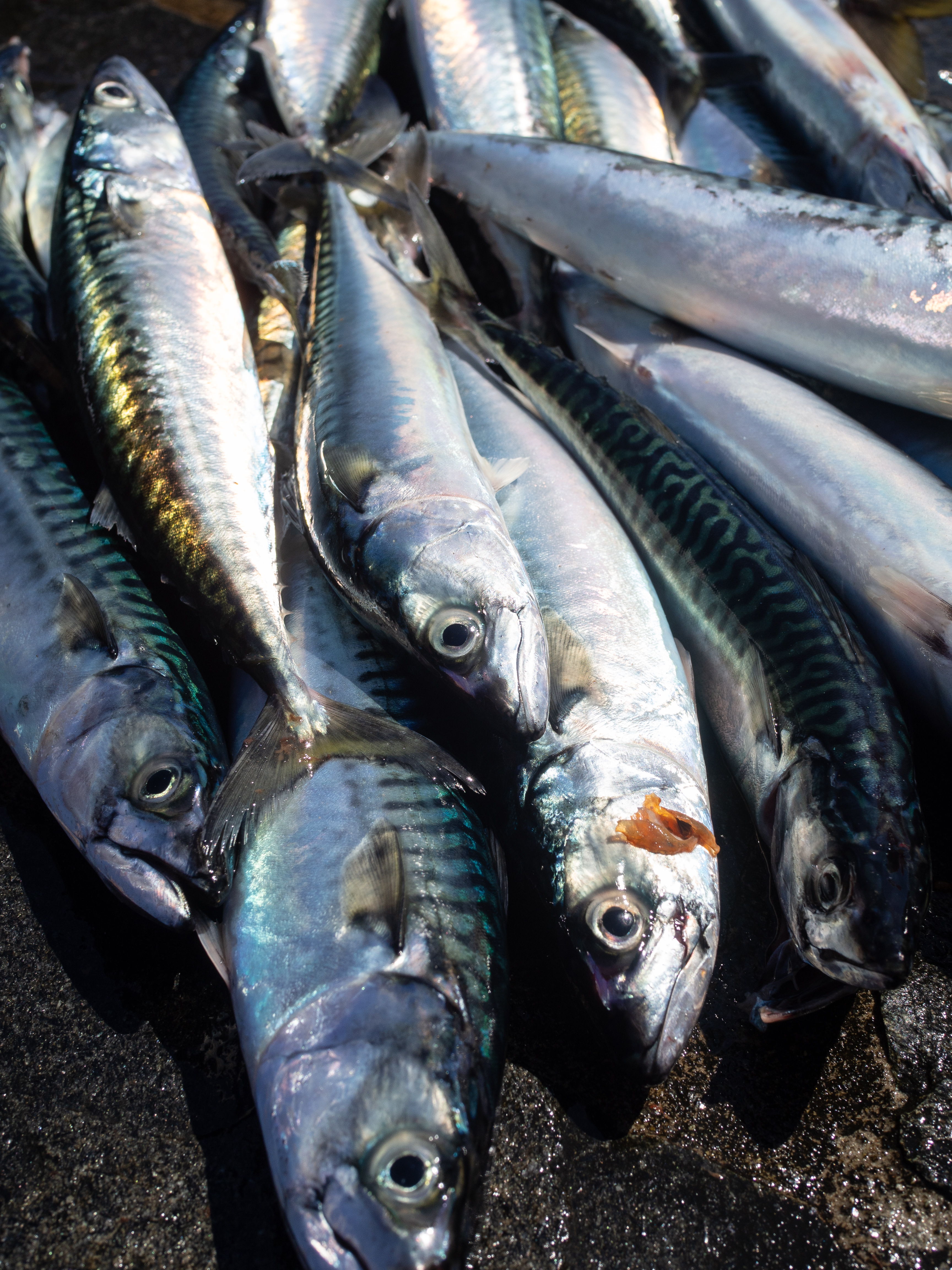 The Southern Coast (Sørlandet) + Salt Water Salmon Steaks