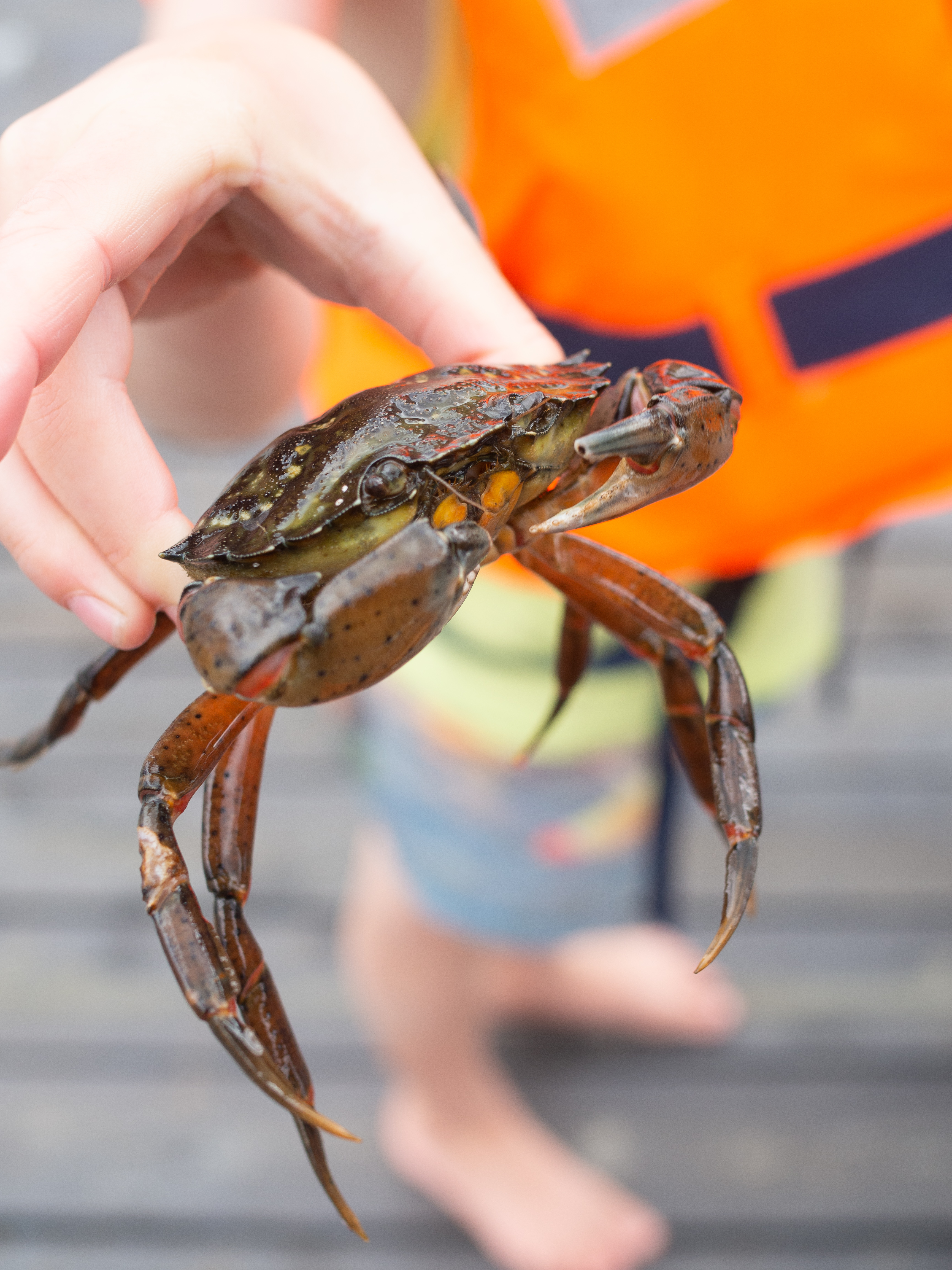 The Southern Coast (Sørlandet) + Salt Water Salmon Steaks