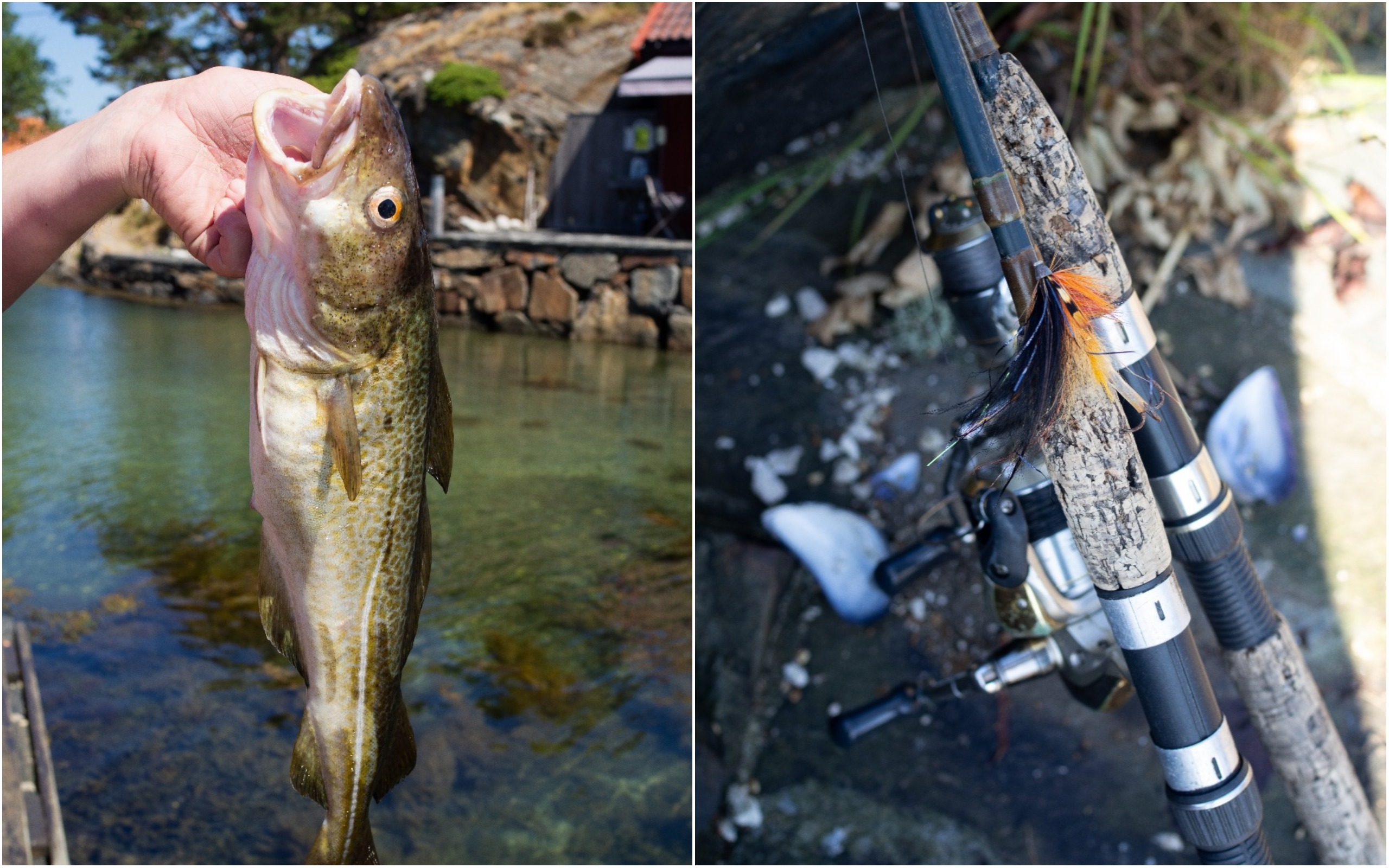 The Southern Coast (Sørlandet) + Salt Water Salmon Steaks