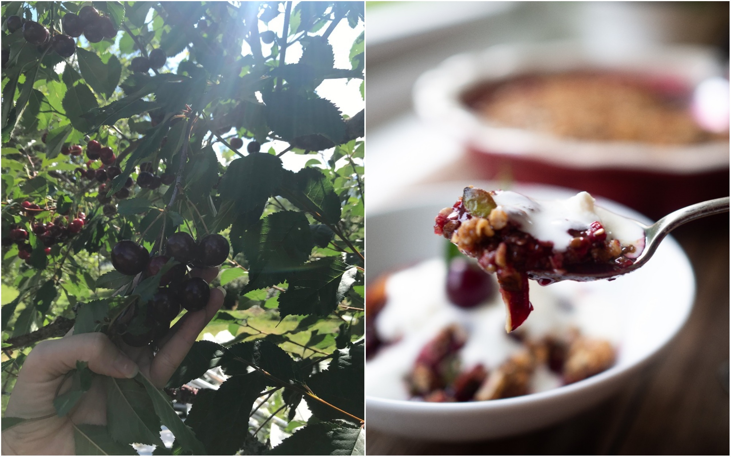 Sour Cherry Crisp with almonds and seeds (Smuldrepai med Kirsebær)