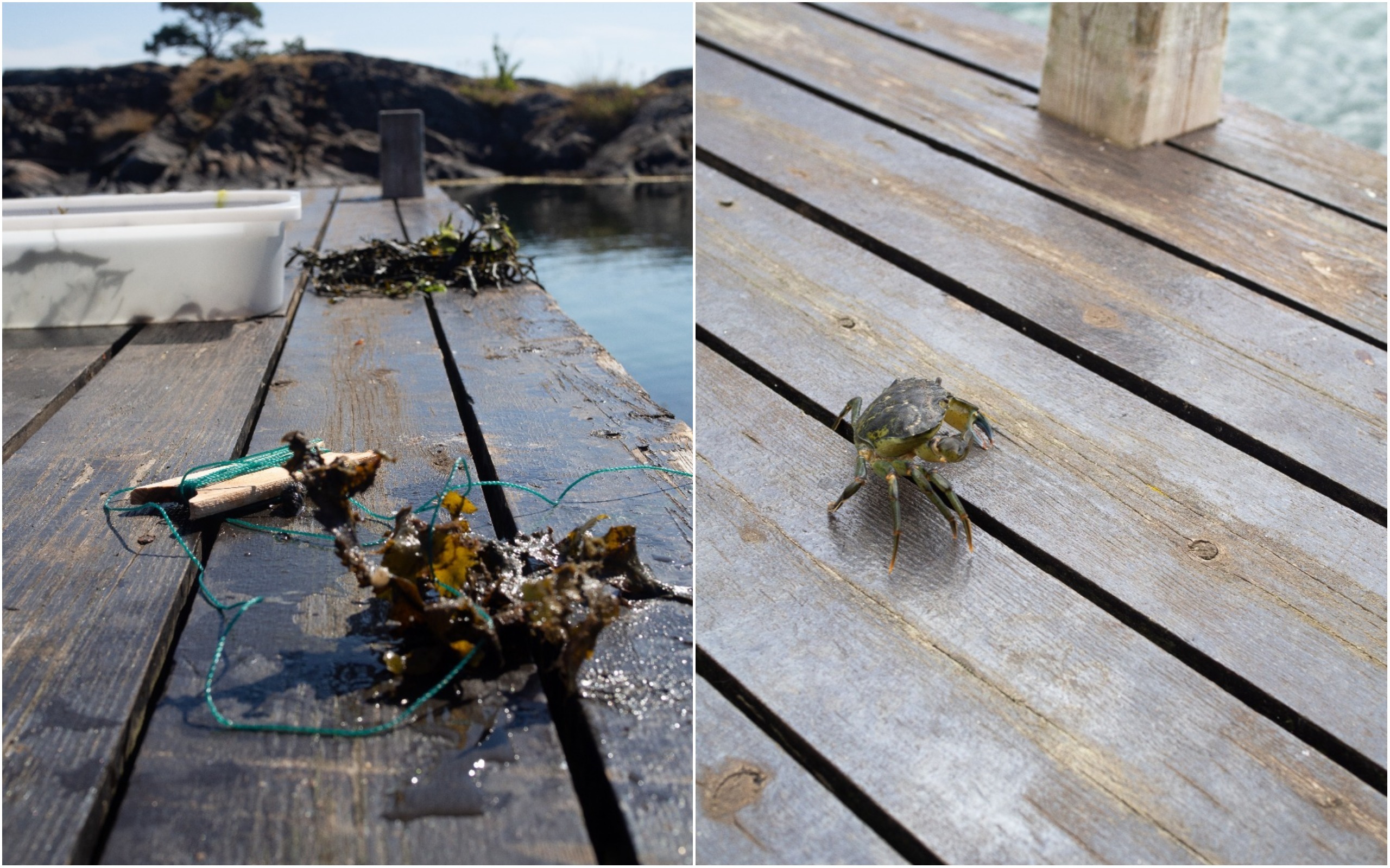 The Southern Coast {Sørlandet} + Seawater-Poached Salmon Steaks