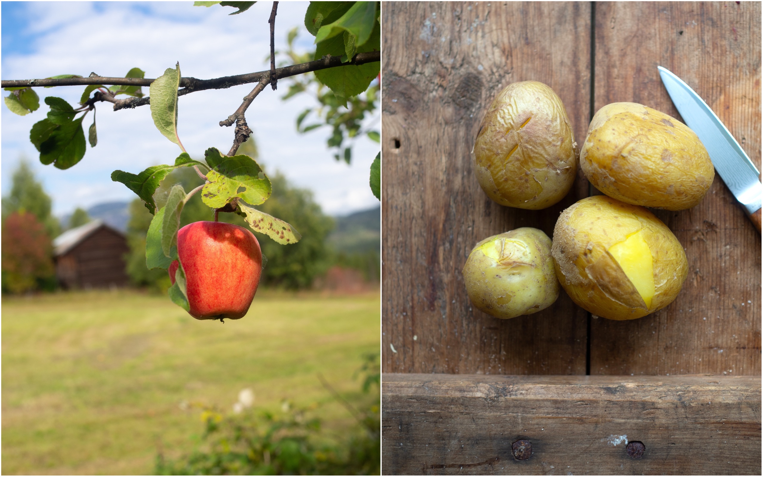 Norwegian Potato Tarts with Spiced Stewed Apples (potet-terte)