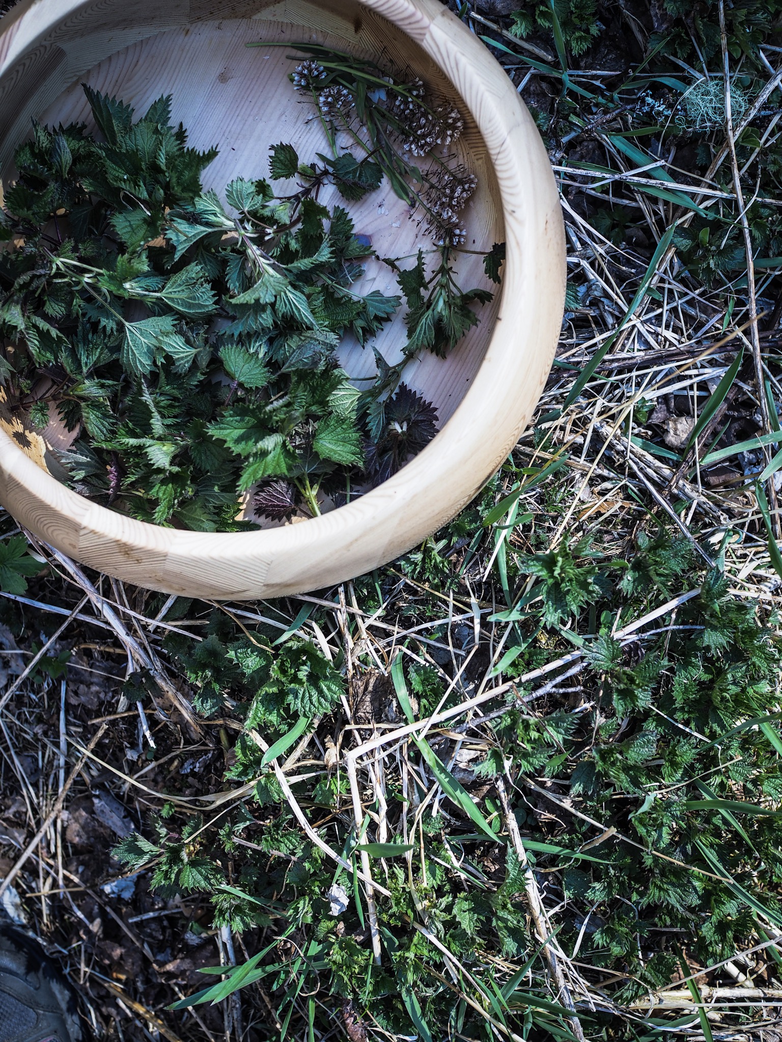 Wild Nettle and Pea Soup (Brenneslesuppe med erter)