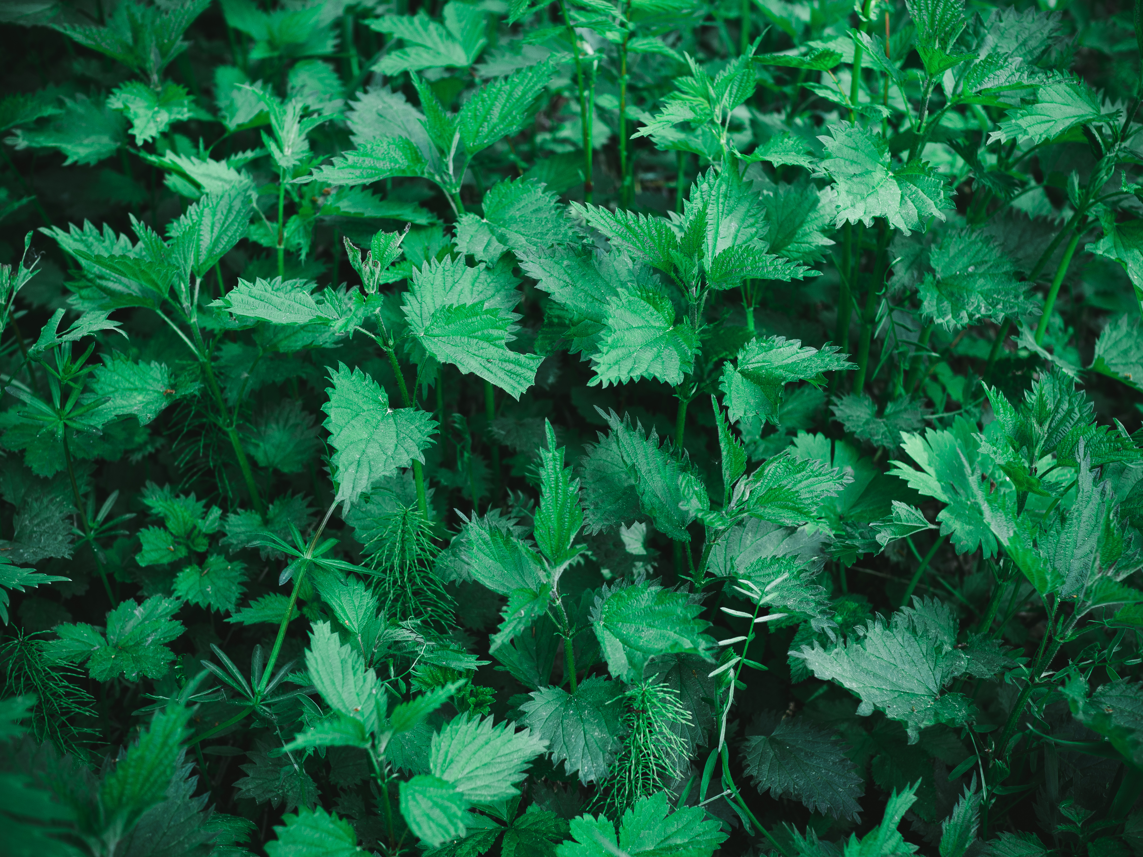 Wild Nettle and Pea Soup (Brenneslesuppe med erter)