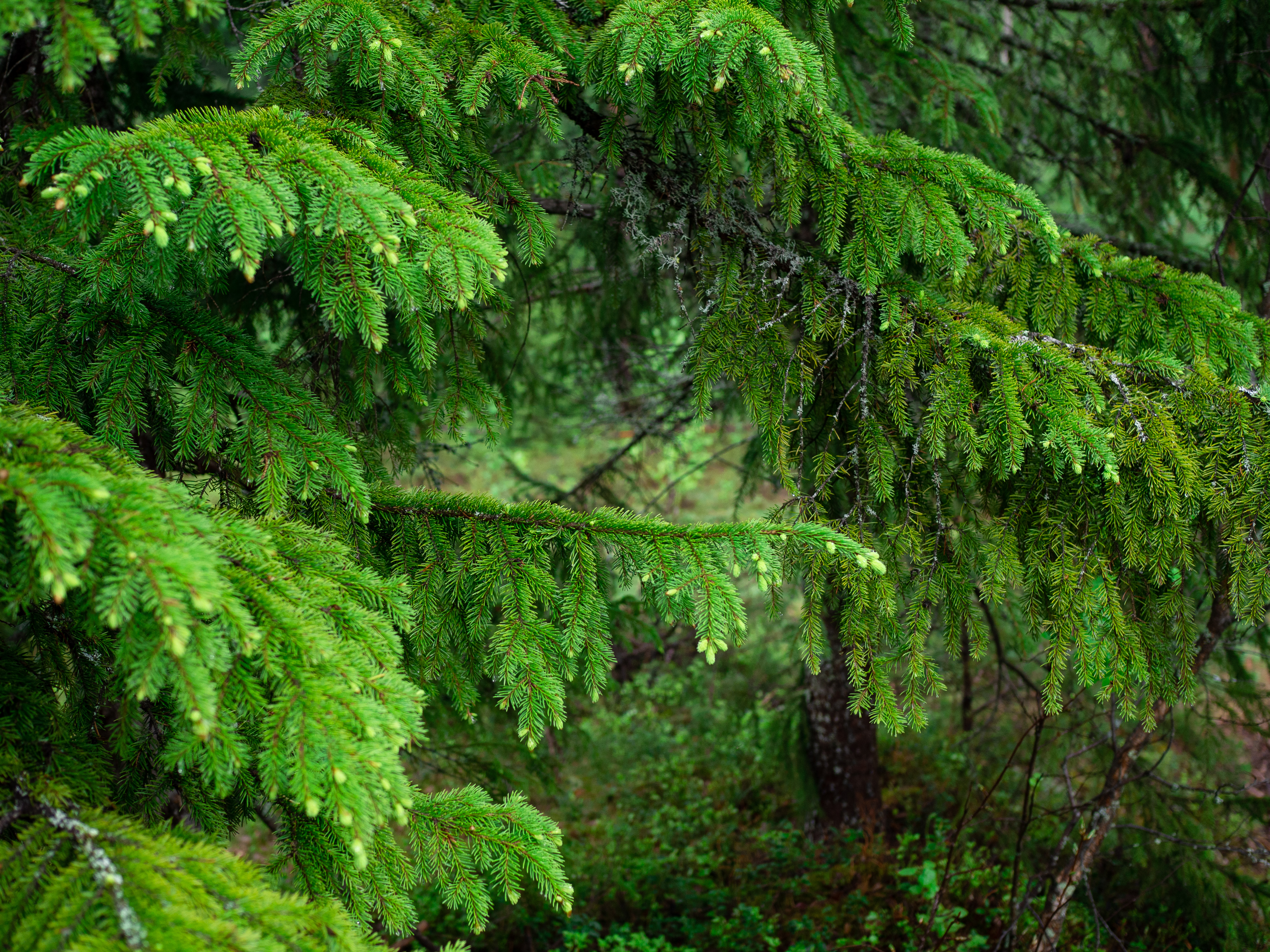 Cured Trout with Spruce Tiips (Gravet Orret med Grandskudd)
