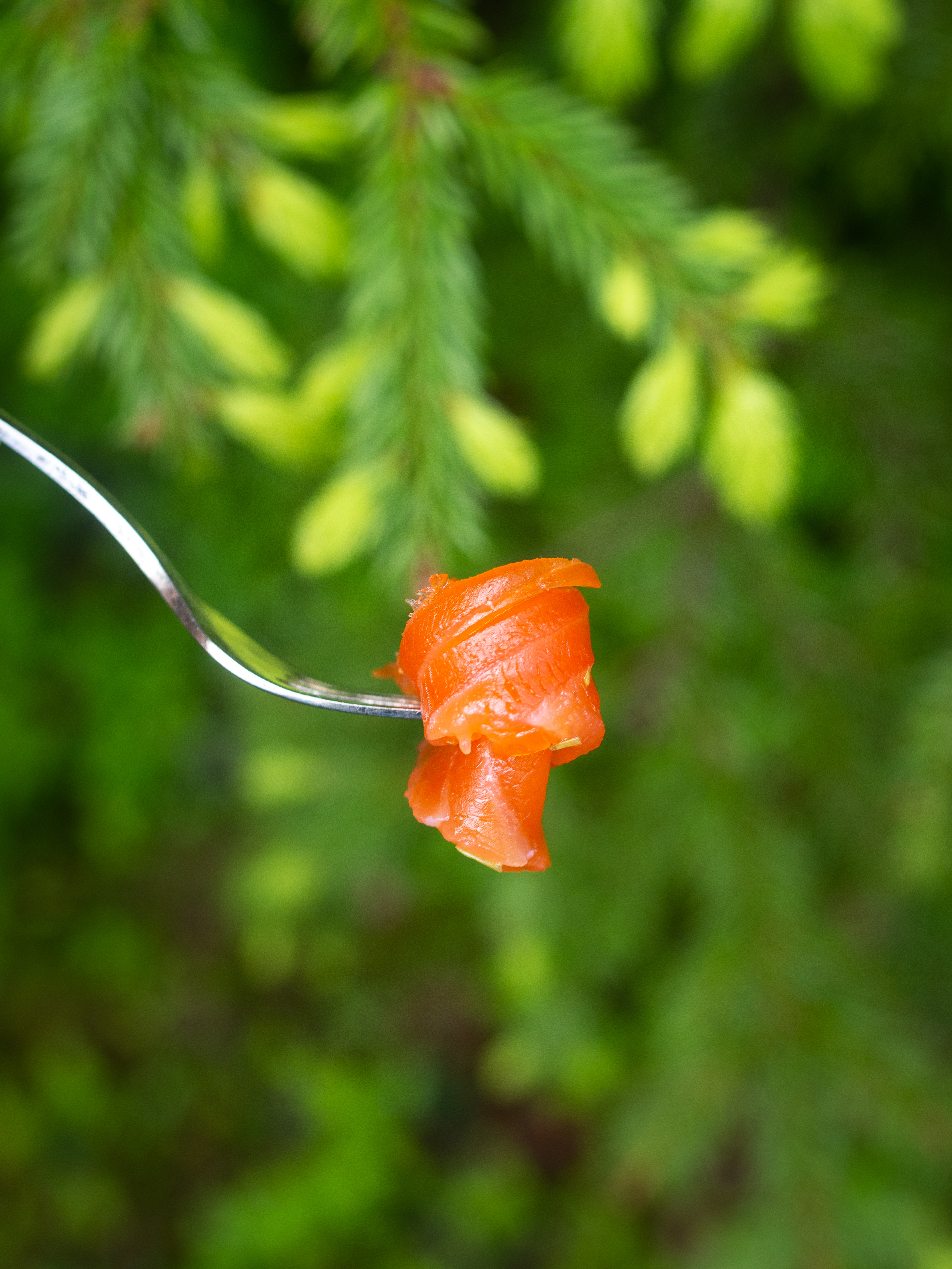 Cured Trout with Spruce Tiips (Gravet Orret med Grandskudd)