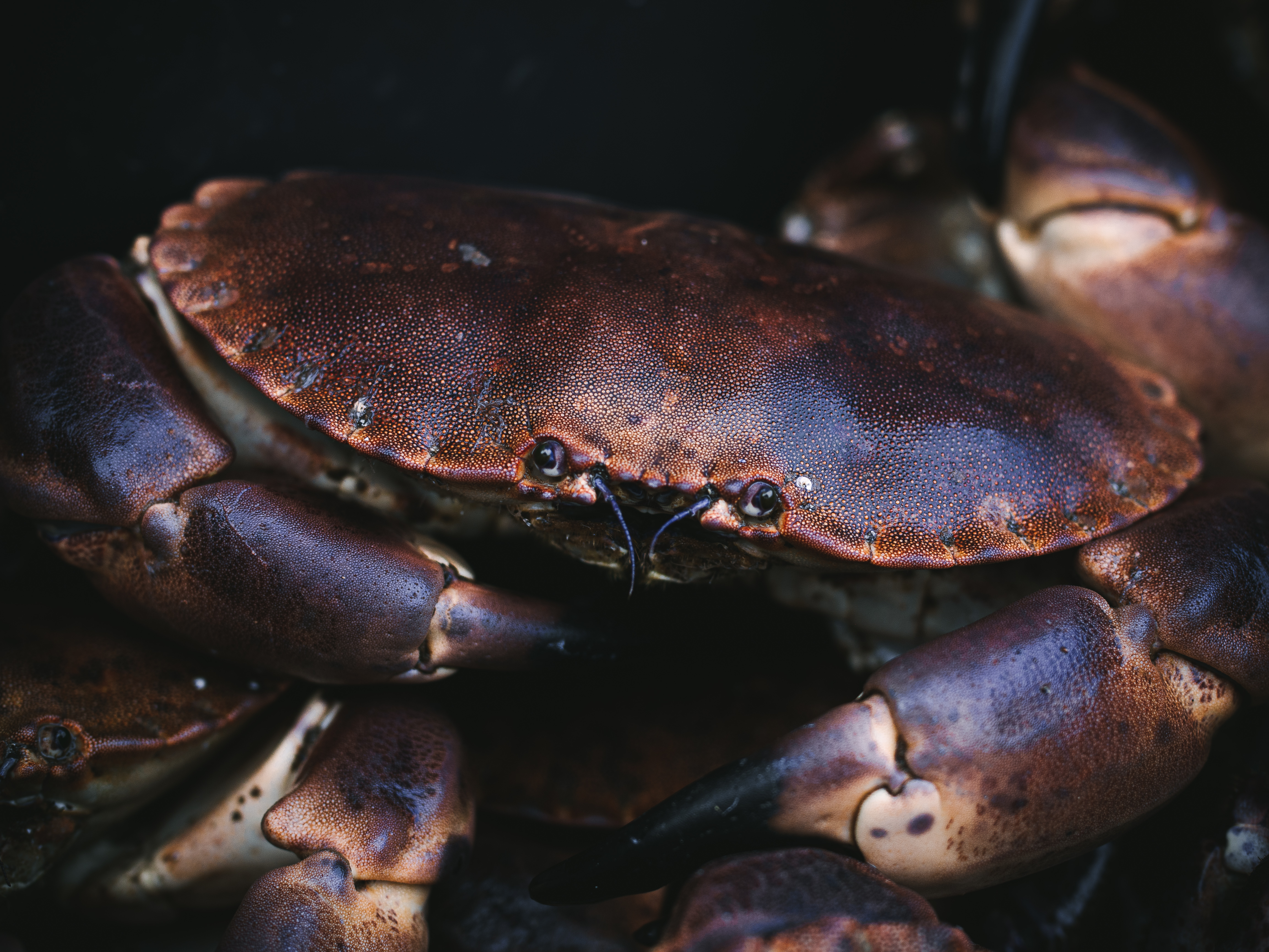 Ona, Norway and Crab Fishing
