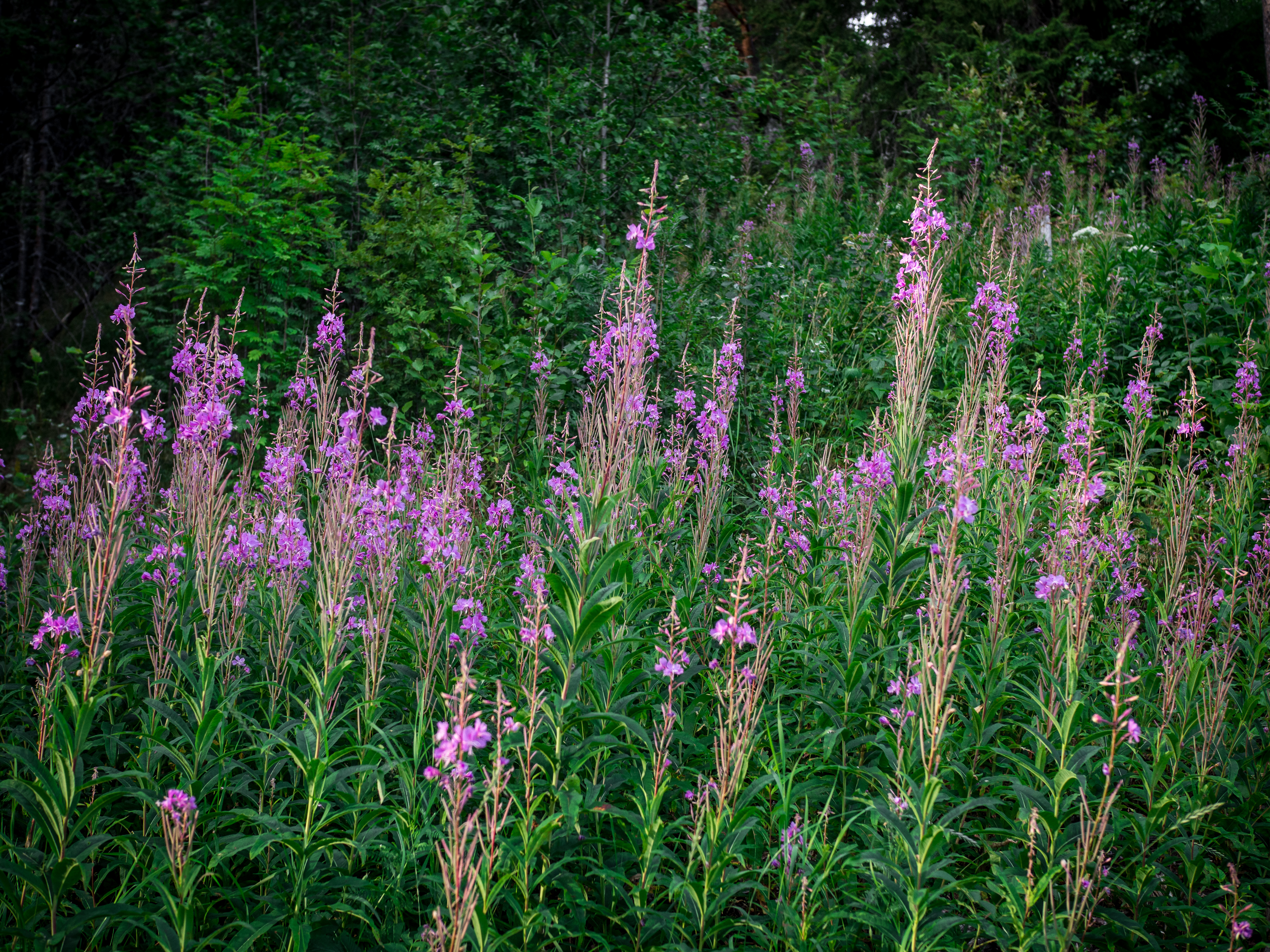 Fireweed Juice (Geitramssaft)