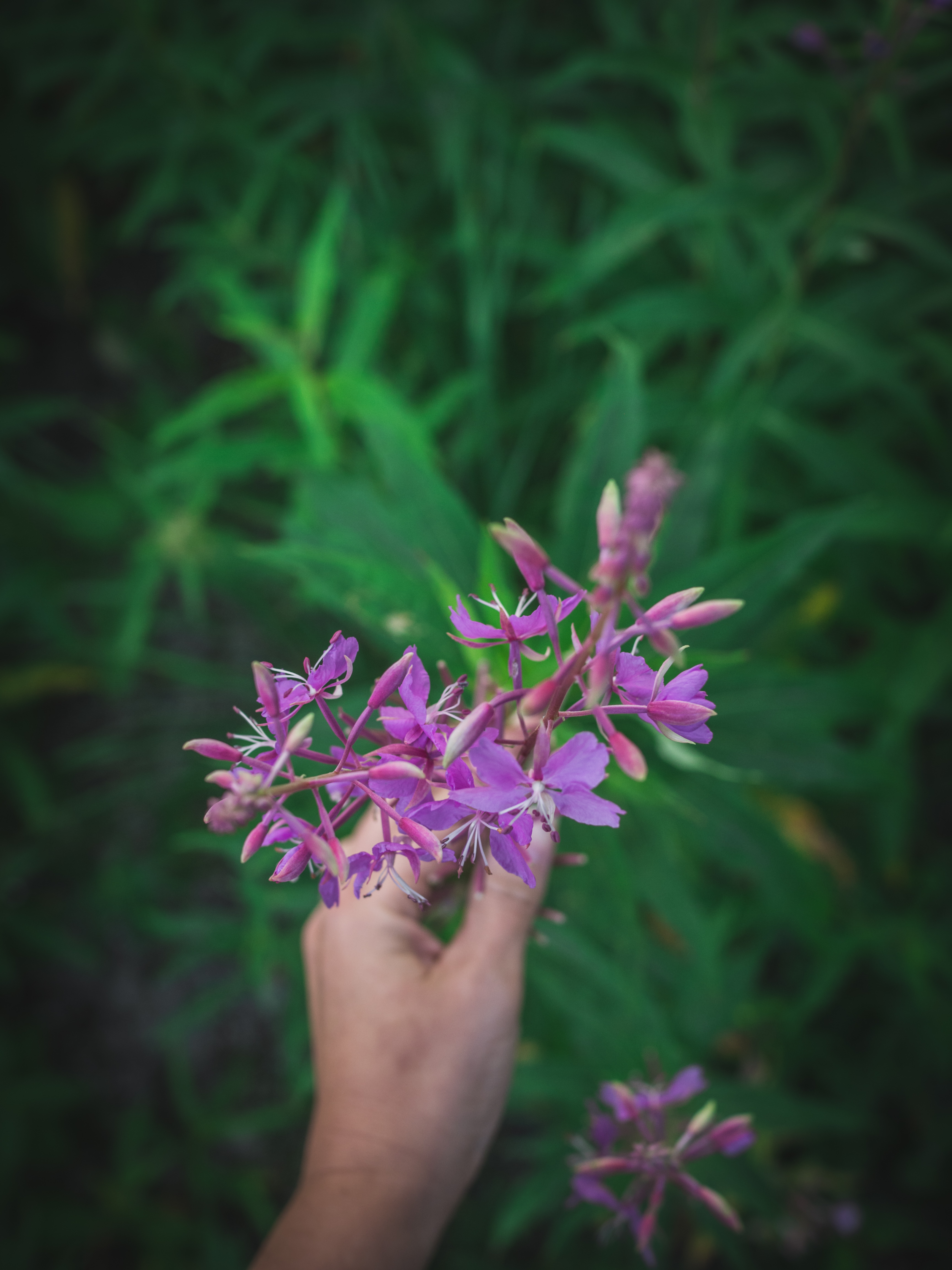 Fireweed Juice (Geitramssaft)