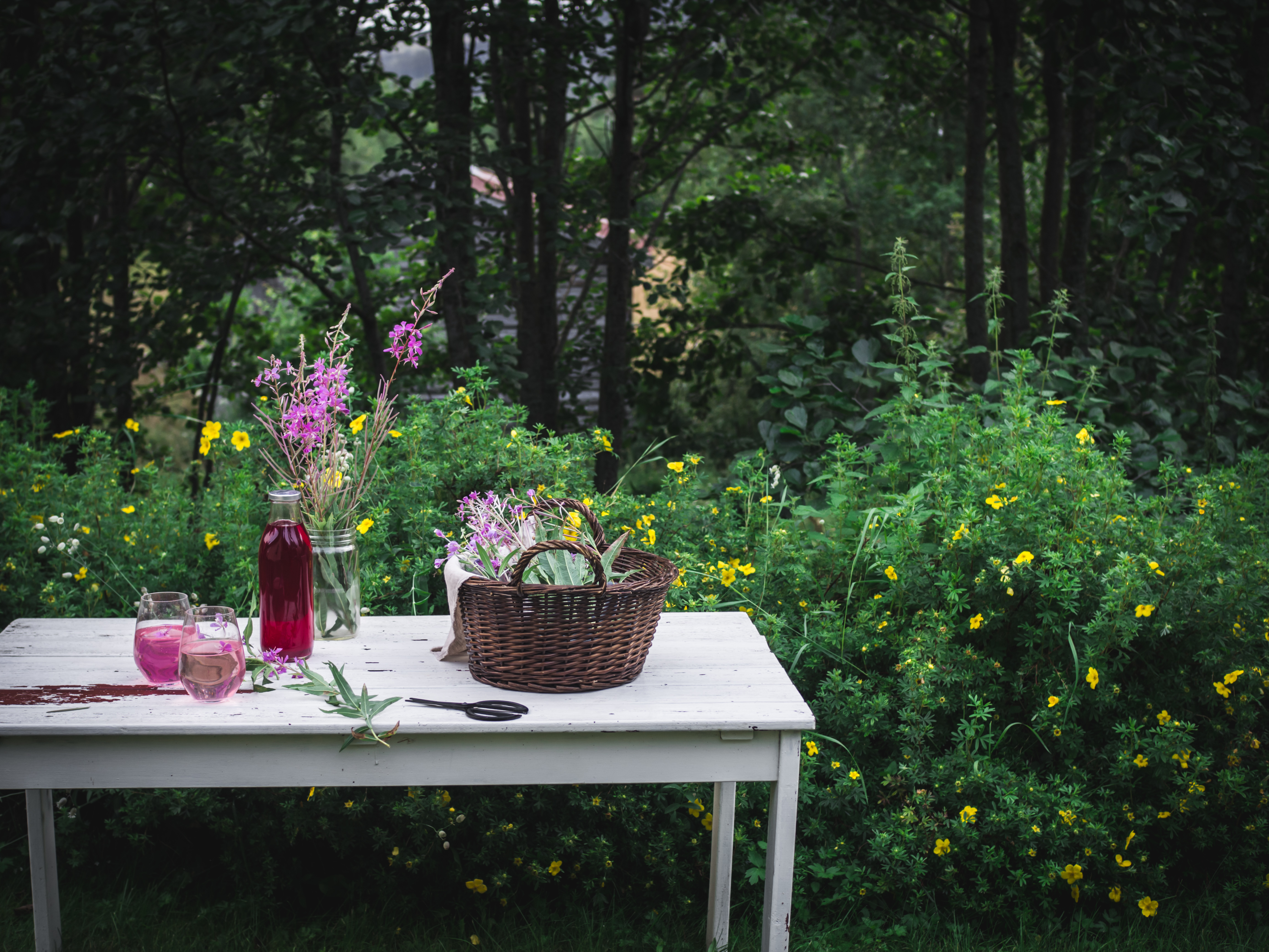 Fireweed Juice (Geitramssaft)
