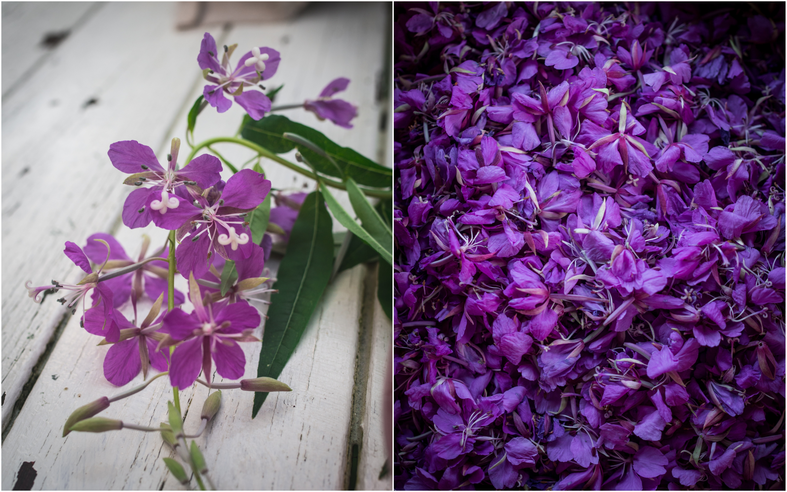 Fireweed Juice (Geitramssaft)