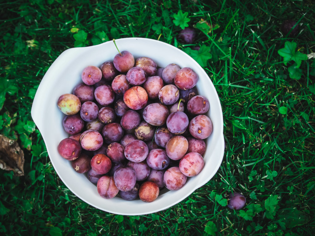 Plum Cake with Almonds (plommekake) - Norwegian plums from the yard