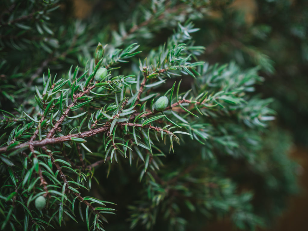 Lussekatter (St Lucia Buns)