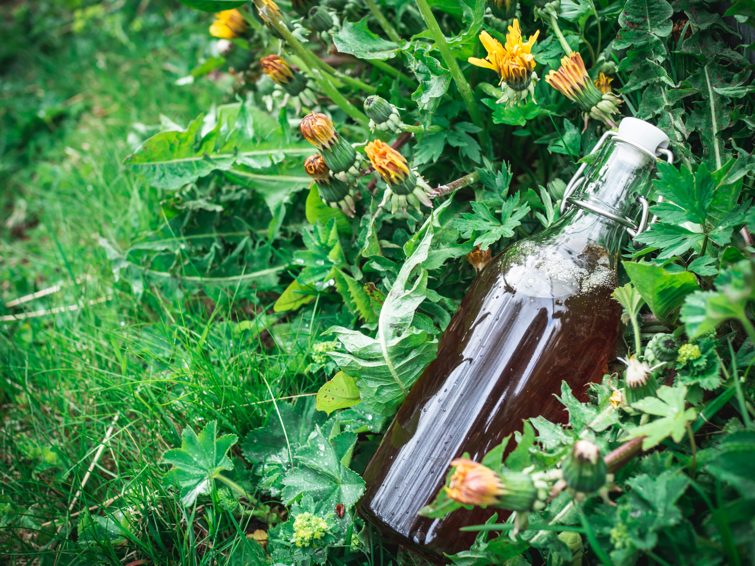 Dandelion Syrup (løvetannsirup)