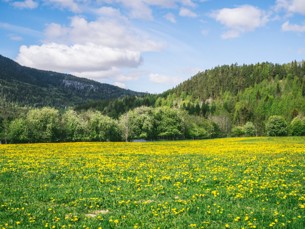 Field of Dandelions in Norway