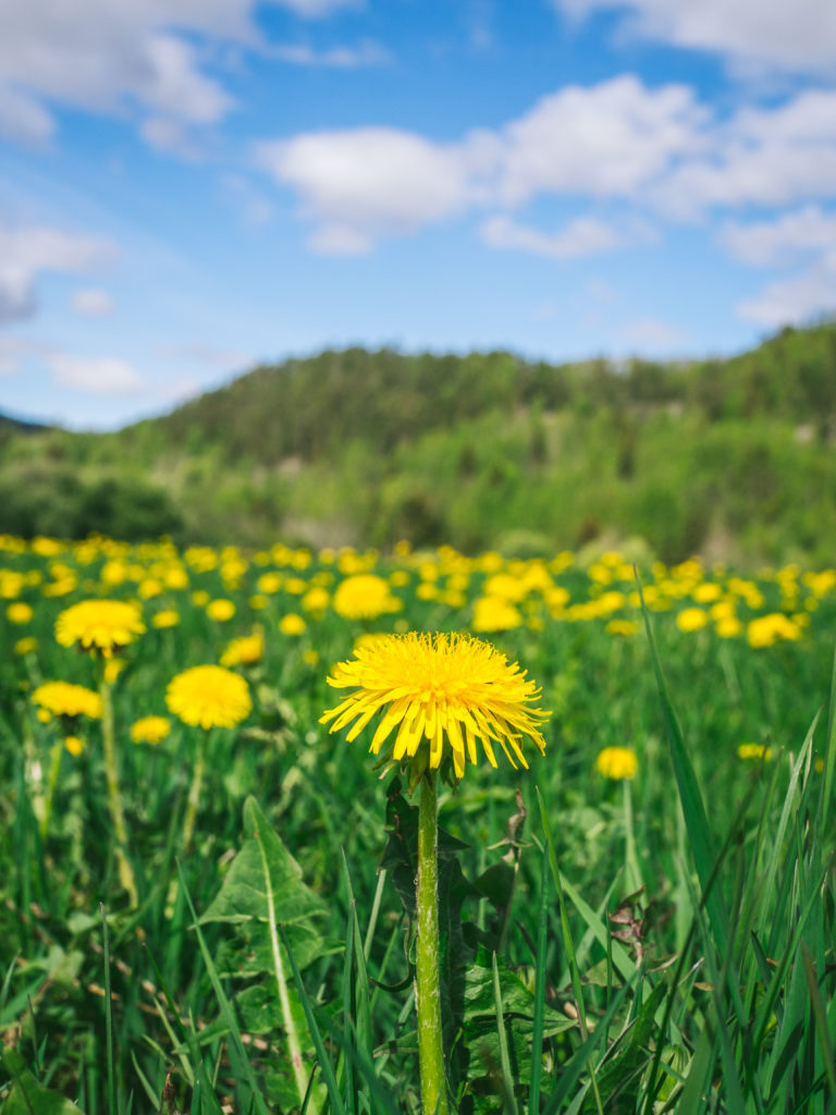 Field of Dandelions in Norway