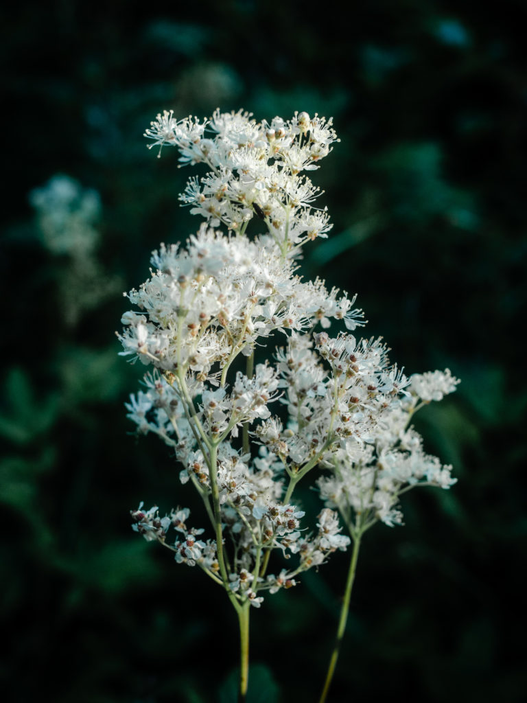 Meadowsweet Blossoms