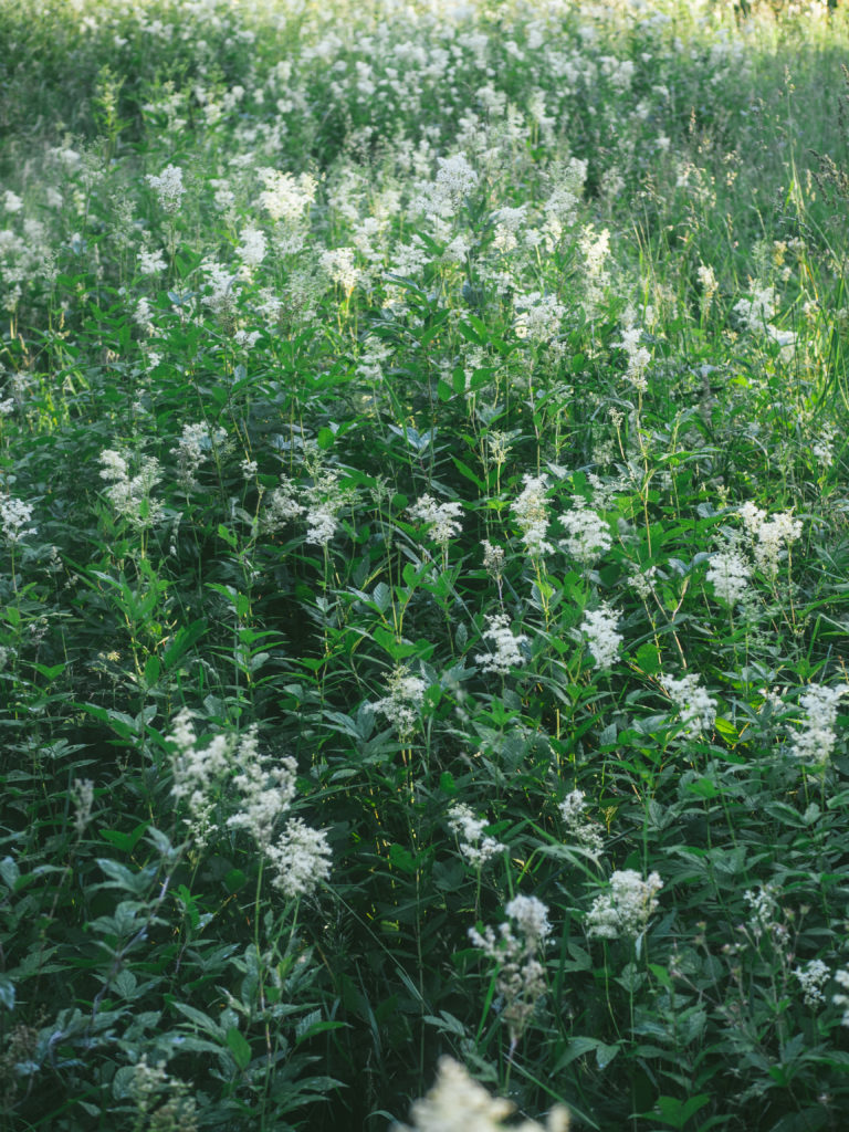 Field of wild flowers