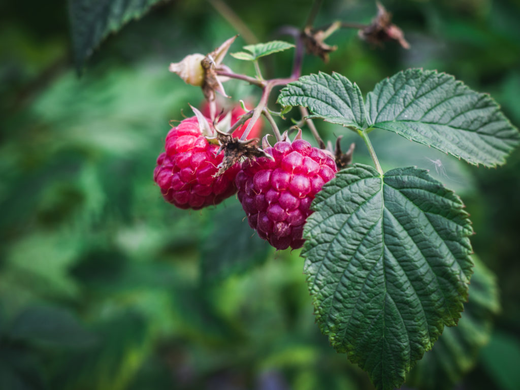Raspberries