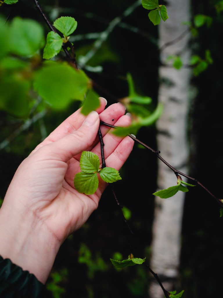 birch leaves